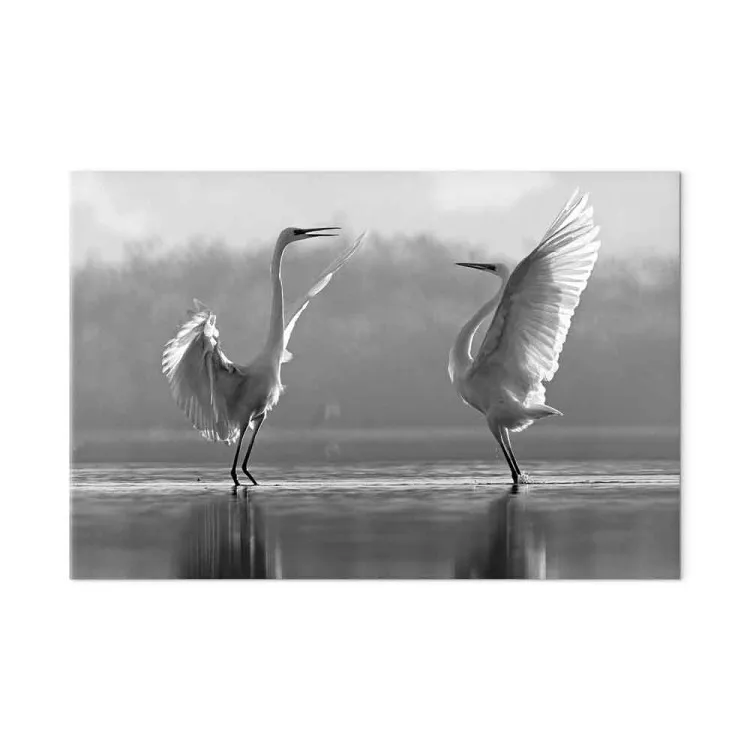 Vogeltanz der Liebe (1-teilig) - Schwäne im Wasser reflektiert