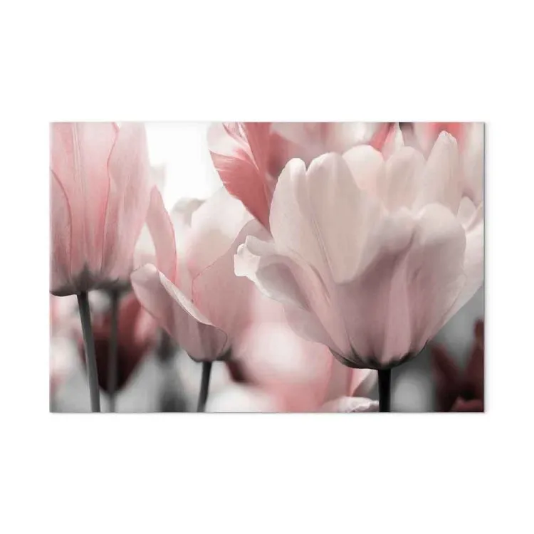 Frühlingsblütenblätter (1-teilig) - Tulpenblüte in Rosa
