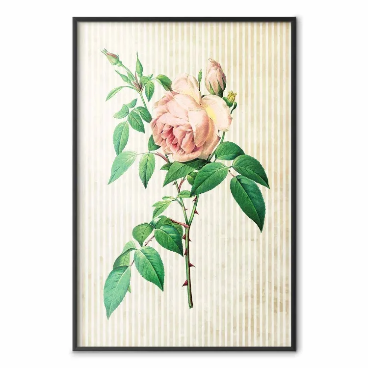 Viktorianische Rose - Farbige Pflanzenkomposition und Streifen
