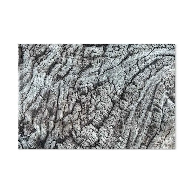 Baumrinde - Naturstruktur in monochromer, grauer Farbe