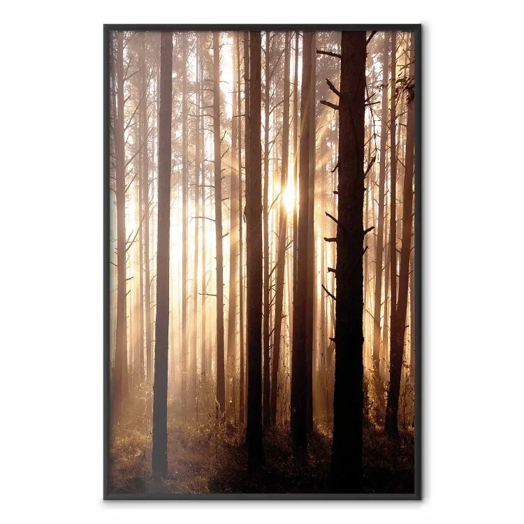 Waldwege - Waldlandschaft mit Bäumen vor Sonnenstrahlen