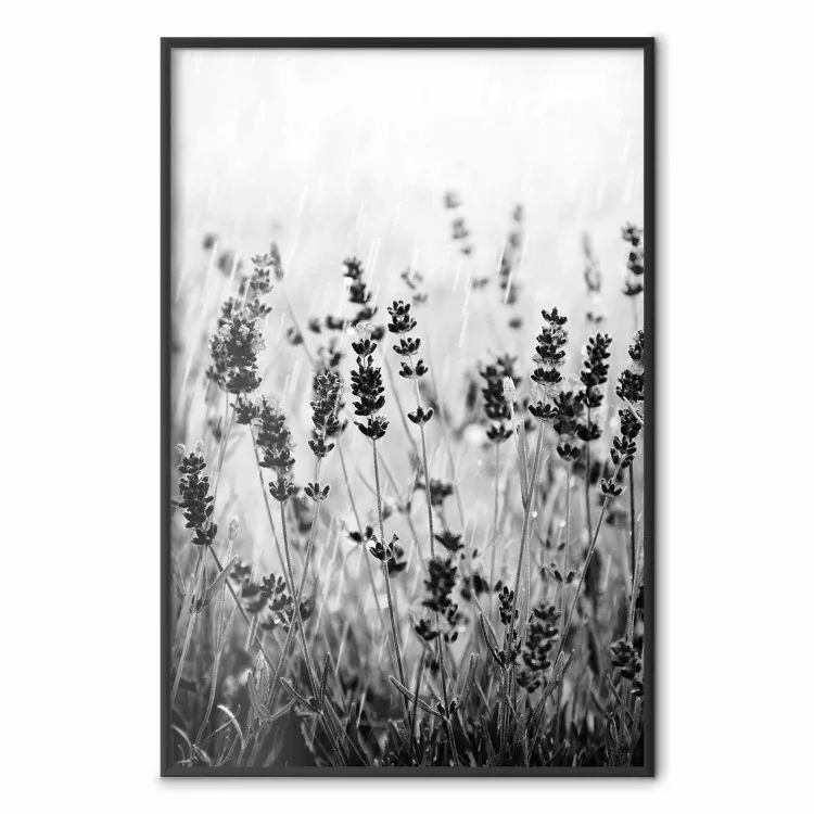 Lavendel im Regen - Blüten im Schwarz-Weiß-Stil