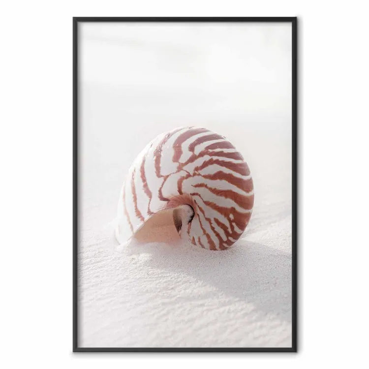 Nautilus Muschel