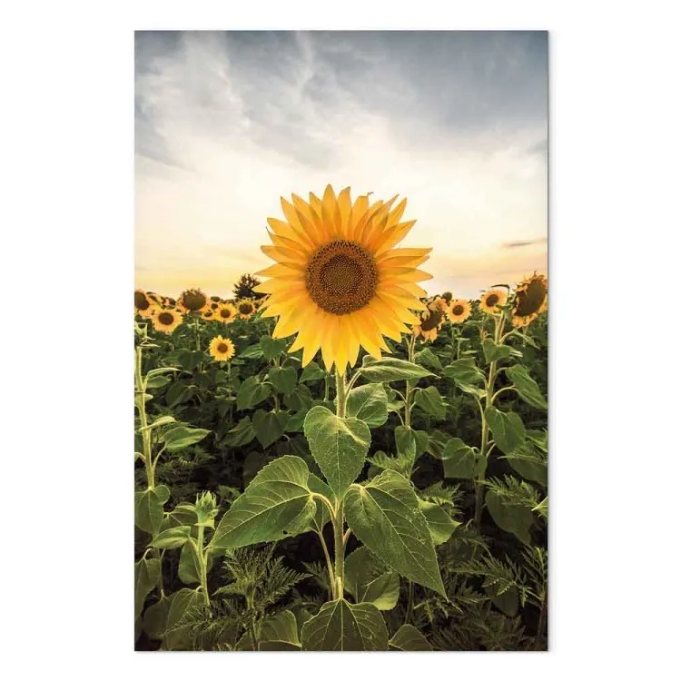 Sonnenblumenfeld (1-teilig) Hoch - Frühlingslandschaft einer Wiese