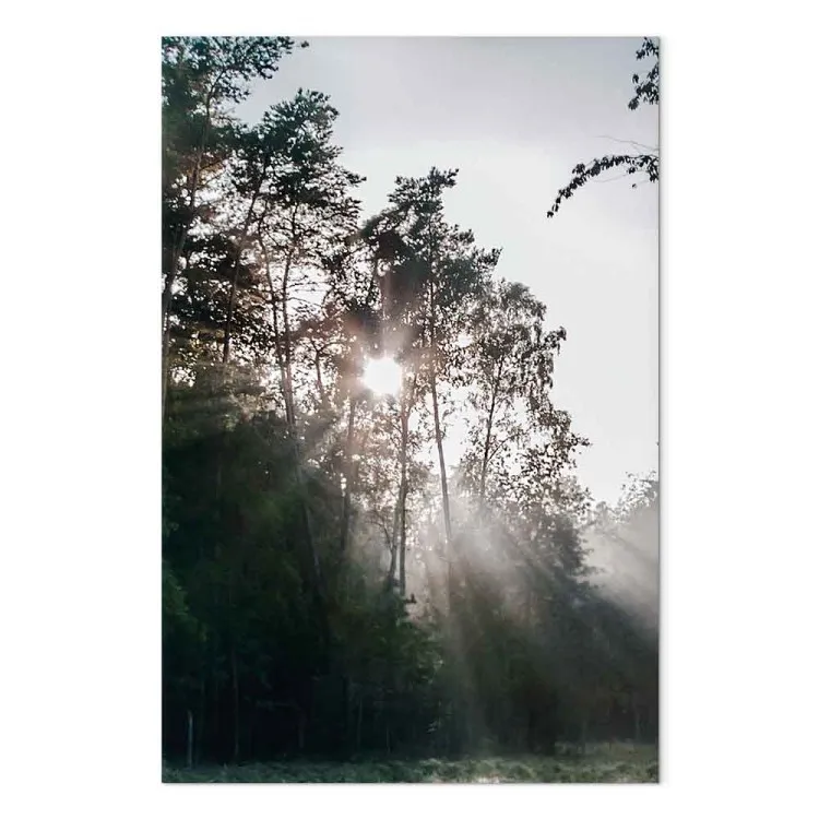 Sonnenstrahlen, die durch die Bäume durchdringen - Waldlandschaftsfoto