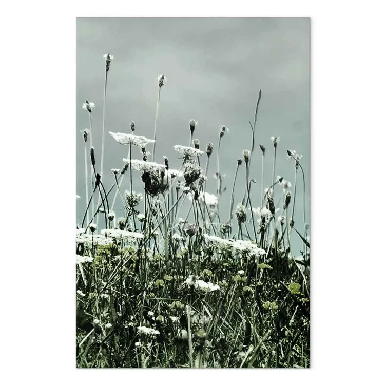 Feld der weißen Mohnblumen - Landschaftsfoto mit grauem Himmel