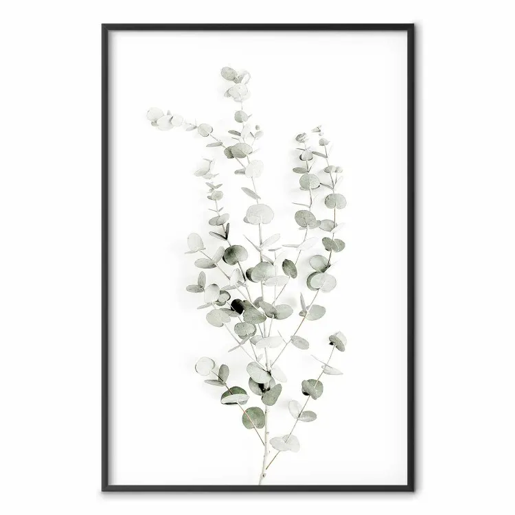 Eukalyptus Caesia - Einfache Komposition mit grünen Blättern