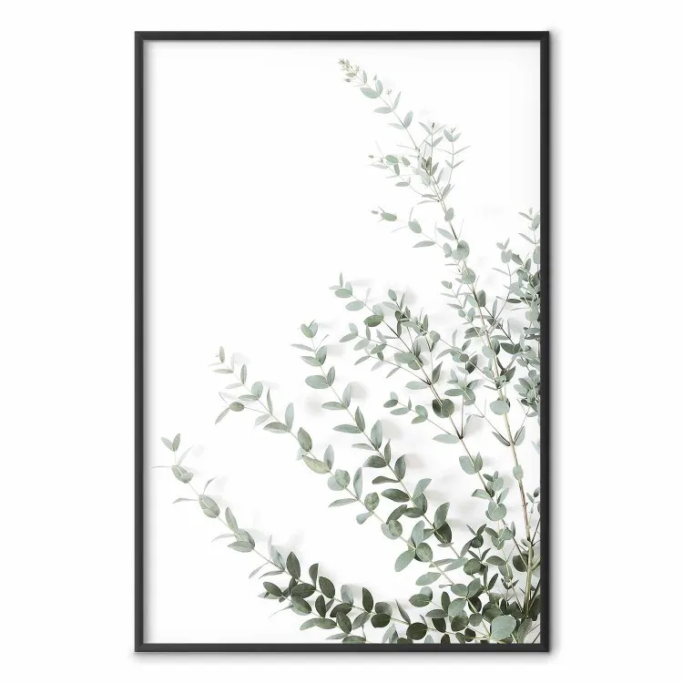 Eukalyptus Parvifolia - Minimalistische Komposition mit grüner Pflanze