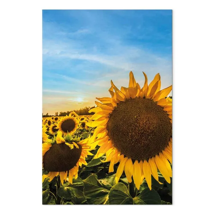 Blumen des Friedens (1-teilig) Vertikal - Sonnenblumen auf weitem Feld