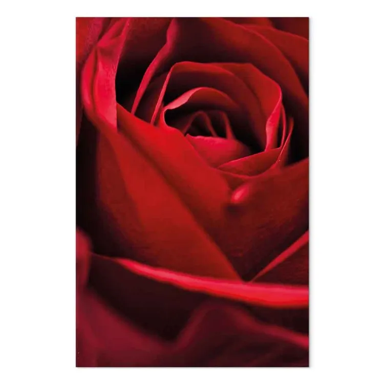 Rote Blume (1-teilig) - Nahaufnahme von zarten Rosenblüten