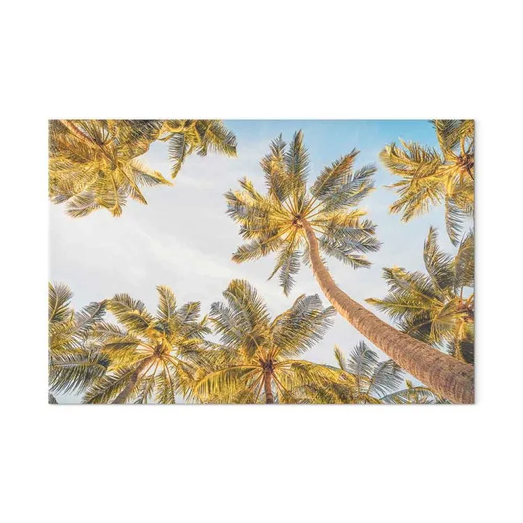 Palmenspitzen - tropische Bäume vor einem hellen Himmel