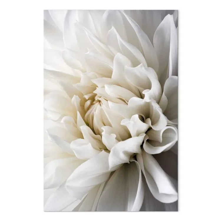 White Dahlia
