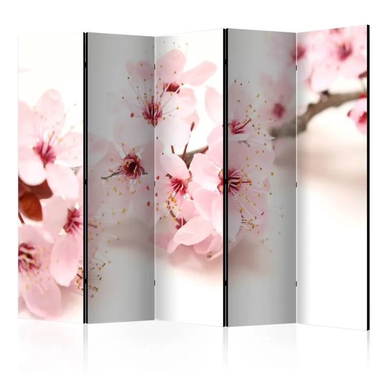 Kirschblüte II - Rosa Pflanze auf weißem Hintergrund